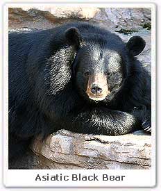 Asiatic Black Bear