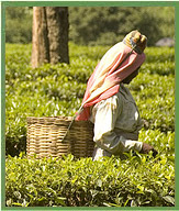 Assam Tea Gardens 
