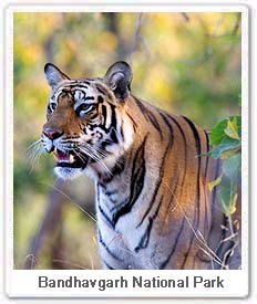 Tiger in Bandhavgarh National Park 