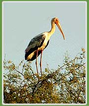 Painted Stork at Bharatpur Bird Sanctuary 