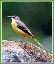 Grey Wagtail in Himachal