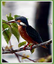 Bird in Corbett National Park, Uttaranchal