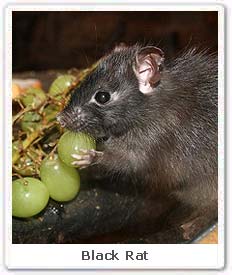 Black Rat 