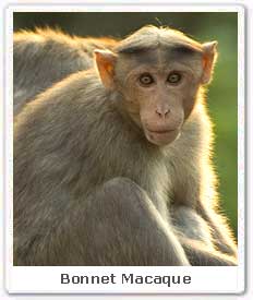 http://www.ecoindia.com/gifs/bonnet-macaque.jpg