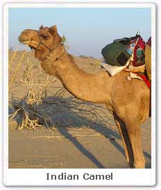 Indian Camel