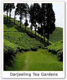 Darjeeling Tea Plantations