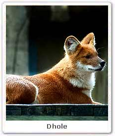 Dhole