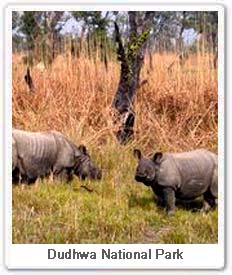 One-horned Rhino at  Dudhwa National Park