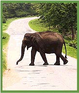 Elephant in Badhipur NAtional Park