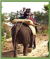 Elephant Safari india