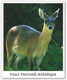 Four horned Antelope 