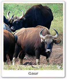 Gaur