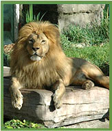 Asiatic Lion, Gir Wildlife Sanctuary