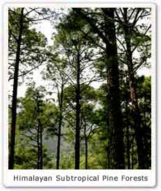 Himalayan Subtropical Pine Forests 