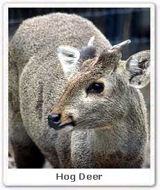 Hog Deer