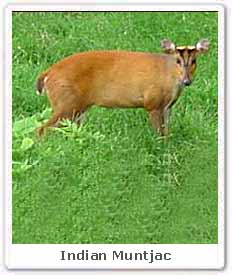 Indian Muntjac