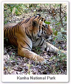 Tiger in  Kanha National Park