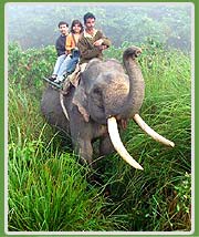 Elephant Safari in Kaziranga National Park