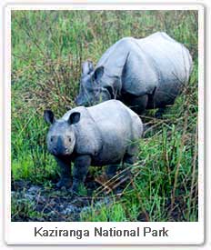 One horned Rhinoceros, Kaziranga National Park Assam