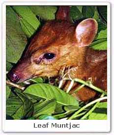 Leaf Muntjac