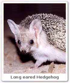 Long eared Hedgehog 