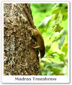 Madras Treeshrew