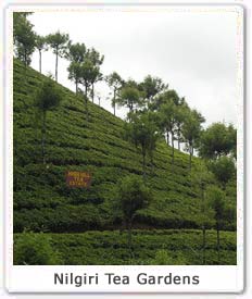 Nilgiri Tea Gardens 