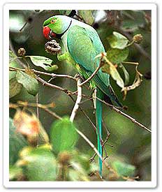 Rose ringed parakeet  feeding in tree 