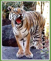 Tiger in Pench Wildlife Tour