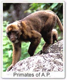 Primates of Arunachal Pradesh