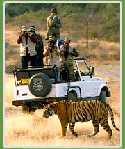 Tiger in Ranthambore national park