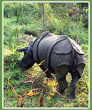 Rhino, Chitwan, Nepal 