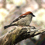 Russet Sparrow  in Corbett