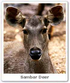 Deer Sambar