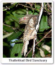 Ceylon Frogmouth Thattekkad Bird Sanctuary