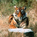 Tiger in Ranthambore