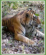 Indian Tiger in Corbett