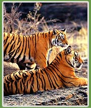 Tigers in Bandhavgarh National Park. 